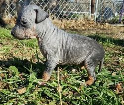 American Hairless Terrier puppies
