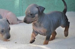 Mexican Hairless Terrier Puppies