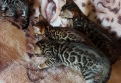 Bengal kittens available now