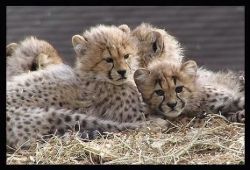beautiful cubs for sale,