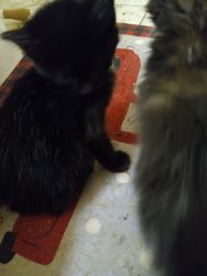 Cats 6 mos females blk and tortoise shell