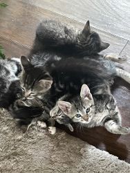 Kittens need home
