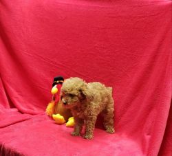 Male Toy Poodle puppie, red