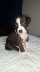 Breed pups for sale
