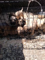 Mastiff Blended Puppies rehoming