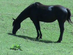 Black mare
