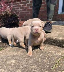 American Pitbull Puppies For Sale