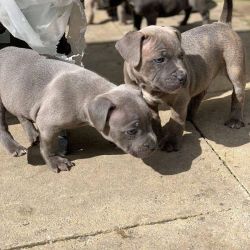Pitbull Terrier Puppies For Sale