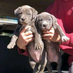 Pitbull Terrier Puppies For Sale
