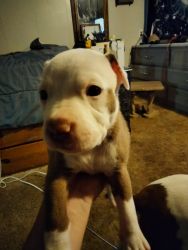 Rehoming pitbull puppies