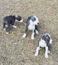Blue Nose Pit Bull Puppies