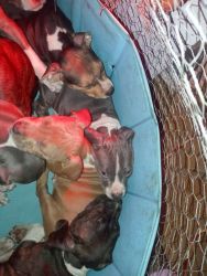 Tiger strip blue pitull puppies