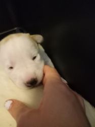 Adorable husky gs/pitbull mix puppies