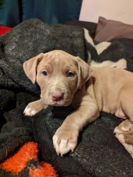 Pitt puppies for sale