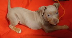 Red Nose Pit Bull Terrier for sale