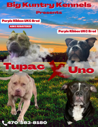 UKC Reg. Purple Ribbon Pitbull Puppies