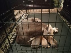 Selling pitbull puppies