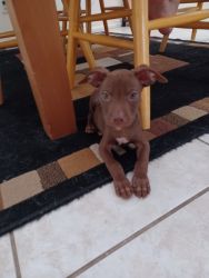 Rescued Red Nose Pitbull Puppy