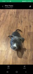 Lucy blue nose pit