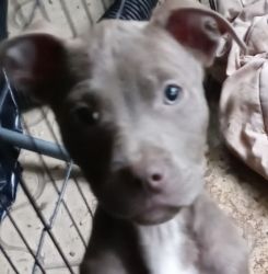 12 Week old Pitbull Puppies