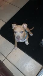 Pit puppy mixed