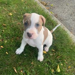 Brindle Spotted Male Puppy for Sale