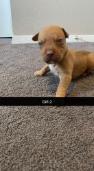Pitbull Mastiff Puppies