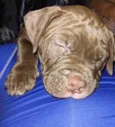 Registered American Pit Bull Terrier Puppies
