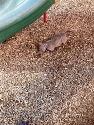 Blue nose PITBULL puppy for sale