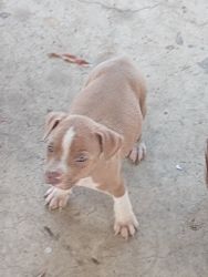 Nice pups for good home three females and one male