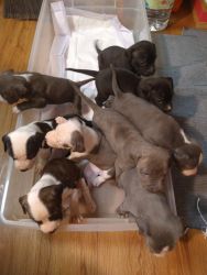Full blooded Pitbull puppies for sale
