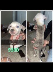 XL-Pitbull Puppies for sell