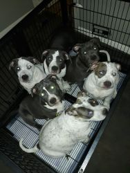 Beautiful Registered American Pitbull puppies