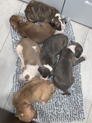 Beautiful pit bull puppies for sale