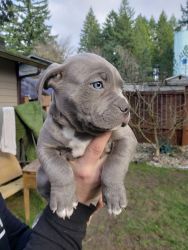 pitbull Puppies 8 Weeks