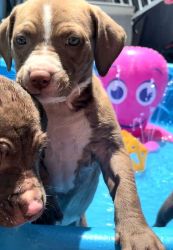 Pitbull Puppy 8 weeks