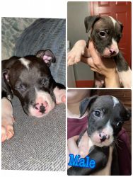 American pitbulls terriers for sale