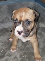 Pitbull puppies needs new Home