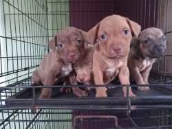 Red nose puppies for sale