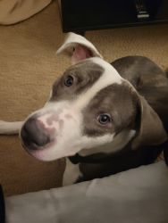 9 month old Blue nose pitbull For slae