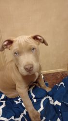 Male American pit bull terrier pup