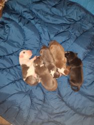 5 Male Pitbull puppies