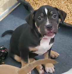 American Bully puppies looking for their forever homes