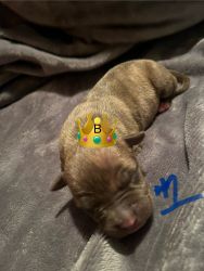 Puppies born march 7,2024