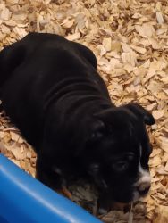 Female Pocket Bully Pup available Hattiesburg Mississippi