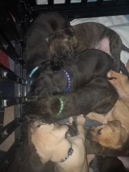Pit bull puppies for sale