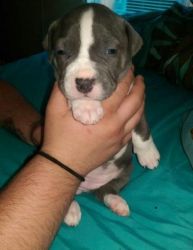 American Pit Bull Terrier Puppies for Sale