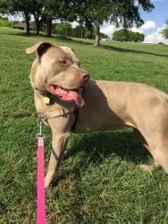 Blue Nose Pitfull, 1yr, F, Needs New Home