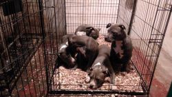 American Bully pups for sale