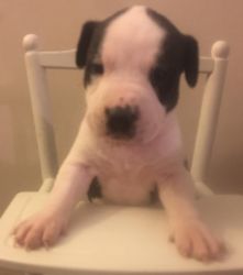Handsome Looking American Pitbull Terrier puppies for sale